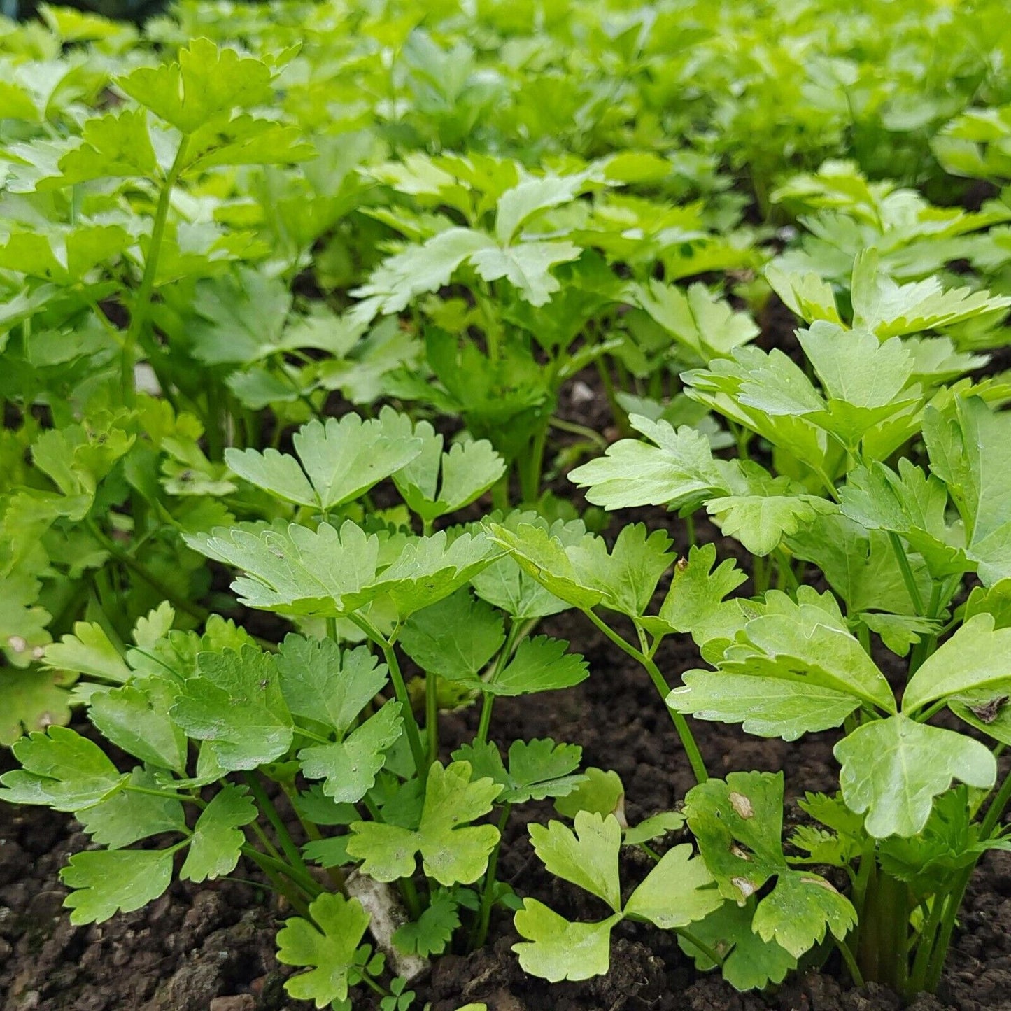 Celery Seeds 1000+ Tender Queen Non-GMO Crisp High Yield Easy Grow