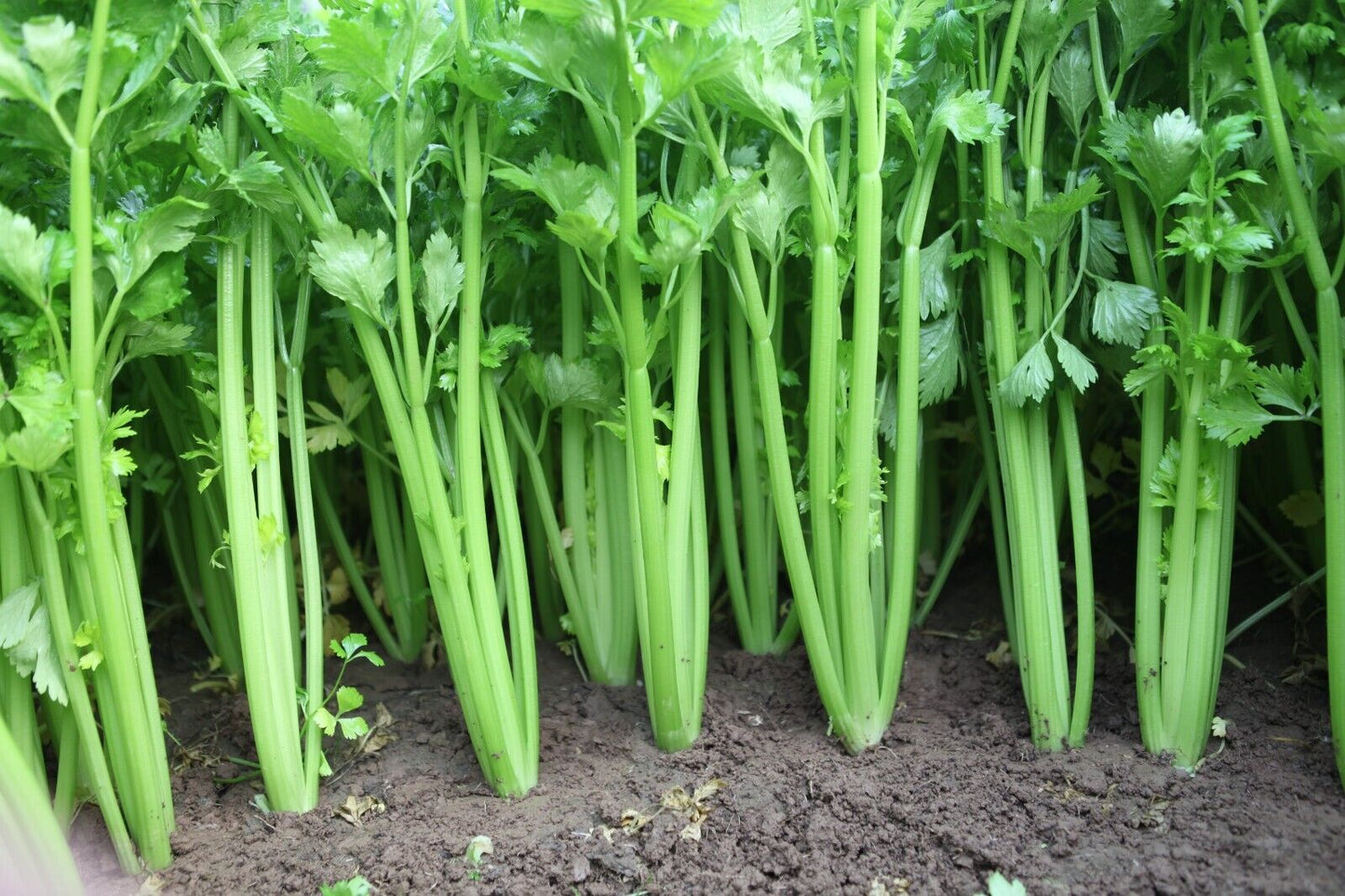 Celery Seeds 1000+ Tender Queen Non-GMO Crisp High Yield Easy Grow