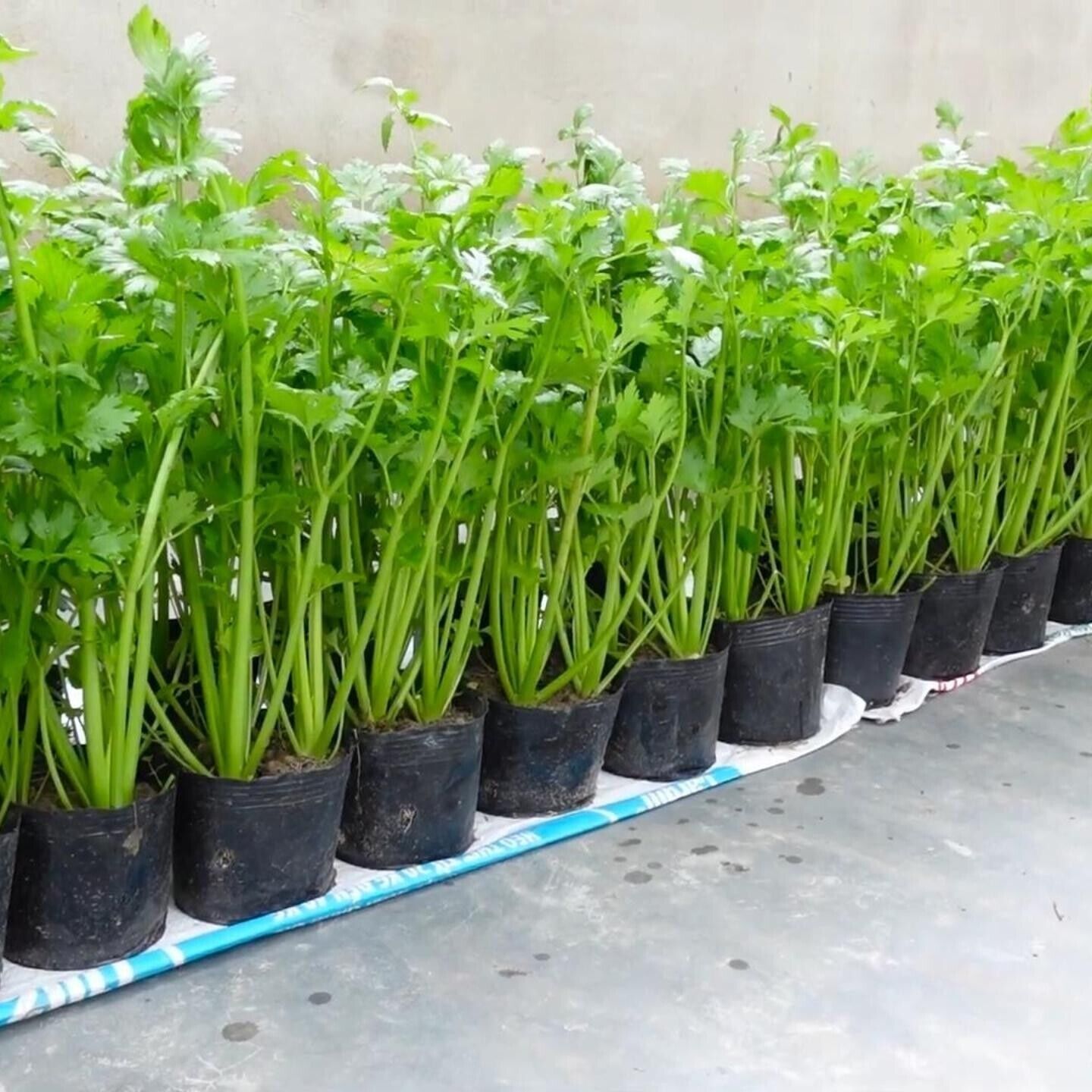 Celery Seeds 1000+ Tender Queen Non-GMO Crisp High Yield Easy Grow