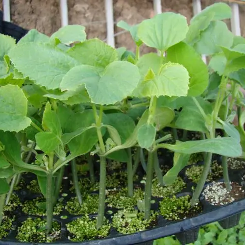 Cucumber Seeds Non-GMO Crisp Long Green Easy Grow Garden
