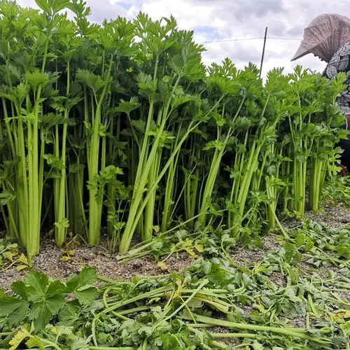 Celery Seeds 1000+ Tender Queen Non-GMO Crisp High Yield Easy Grow