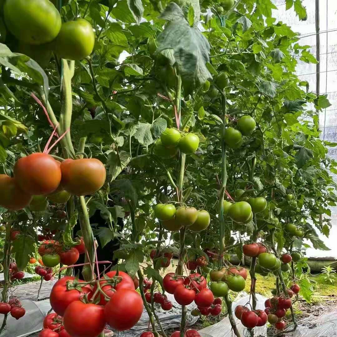 Giant Red Tomato Seeds 200+ Non-GMO Big Juicy High Yield Garden
