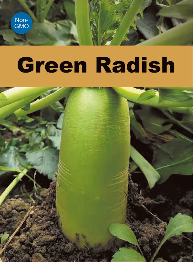 Green Radish Seeds 150+ Asian Daikon Non-GMO Crisp Sweet Easy Grow