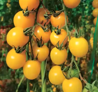 Salad Garden Seeds Kit 16 Varieties 10000+ Seeds Non-GMO Vegetable Mix