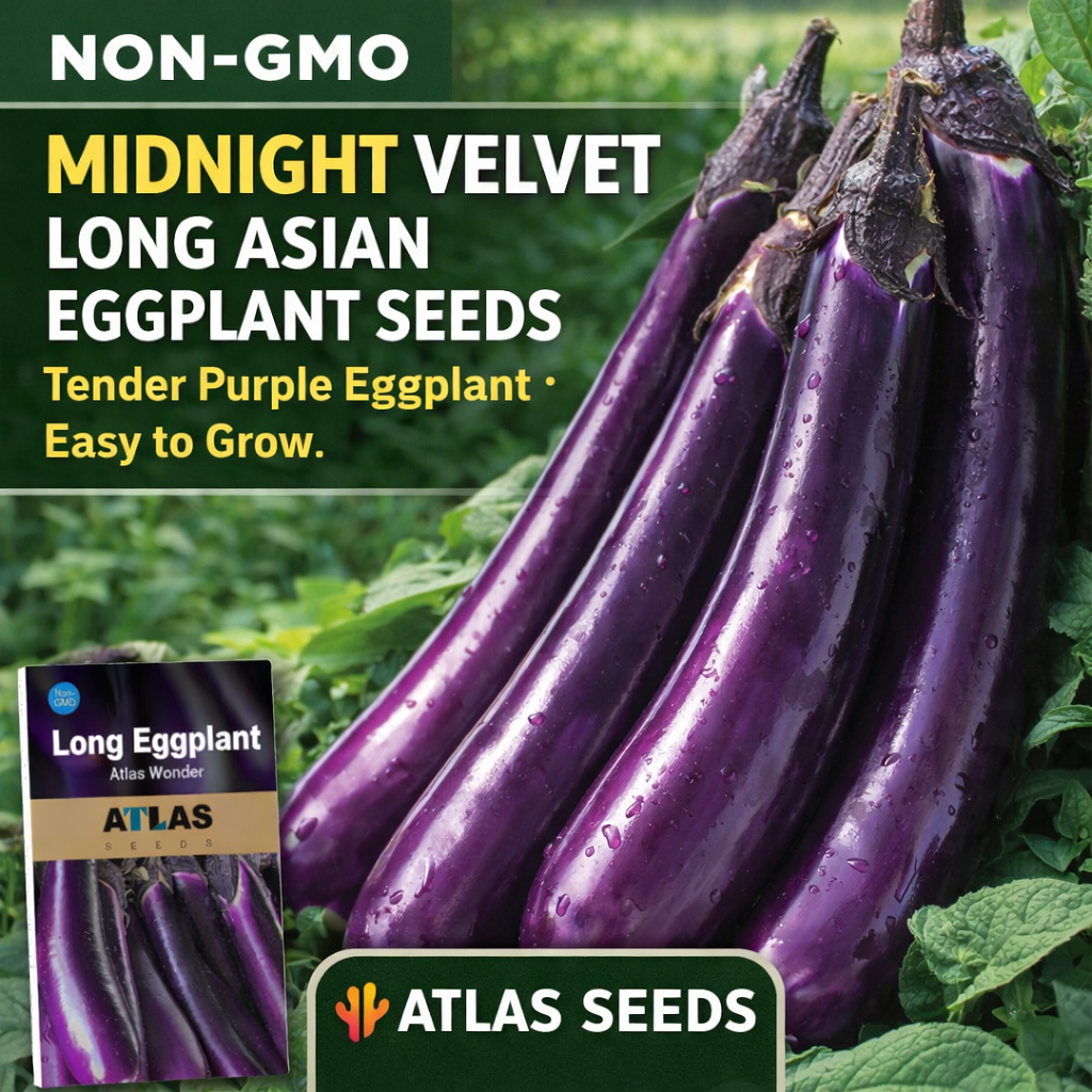 Midnight Velvet Long Eggplant Seeds Non-GMO Asian High Yield