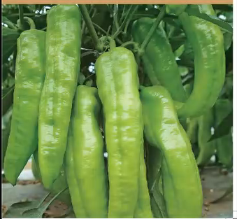 Survival Garden Kit 16 Variety Vegetable Seeds Grow Your Own Food