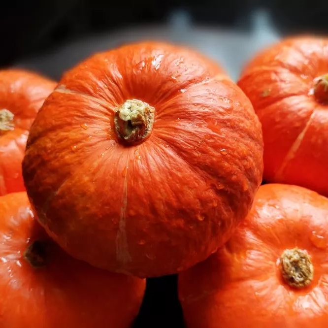 Honey Baby Pumpkin Seeds Mini Orange Sweet Non-GMO Easy Grow