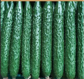 Beginner Vegetable Seed Kit 8 Varieties 3000+ Seeds Easy Grow Non-GMO