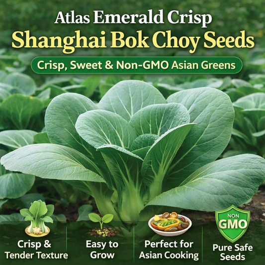 Sweet Emerald Baby Bok Choy – Fast Growing Non-GMO Seeds