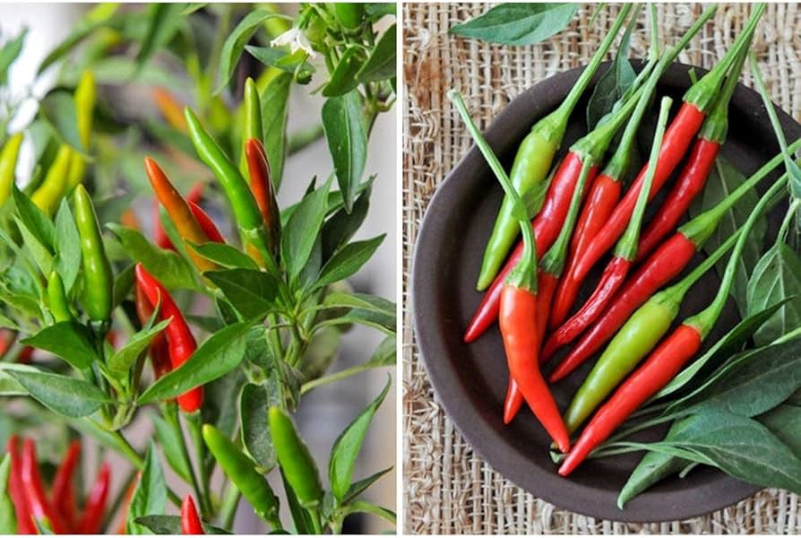 700+ Hot Pepper Seeds Variety Pack Non-GMO Spicy Chili Garden Kit