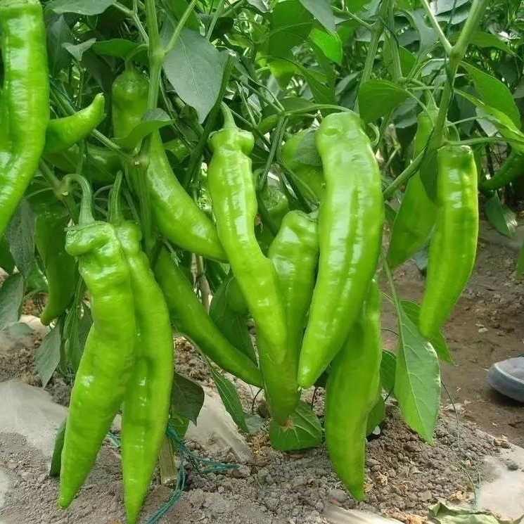 Long Green Chili Pepper Seeds 100+ Non-GMO Spicy High Yield Garden