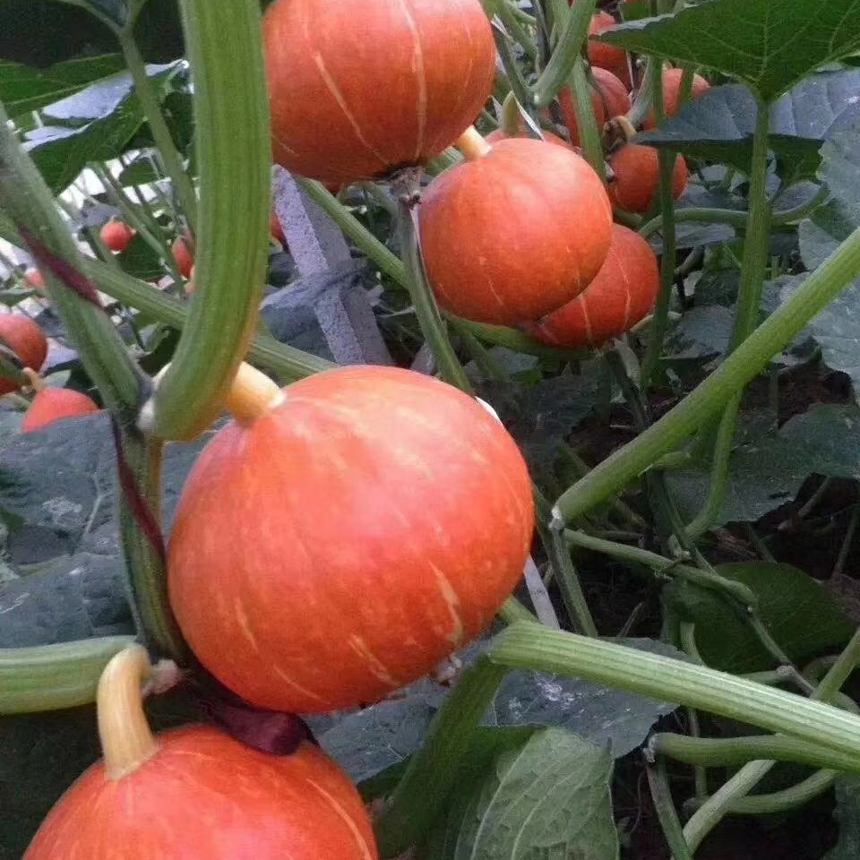 Honey Baby Pumpkin Seeds Mini Orange Sweet Non-GMO Easy Grow