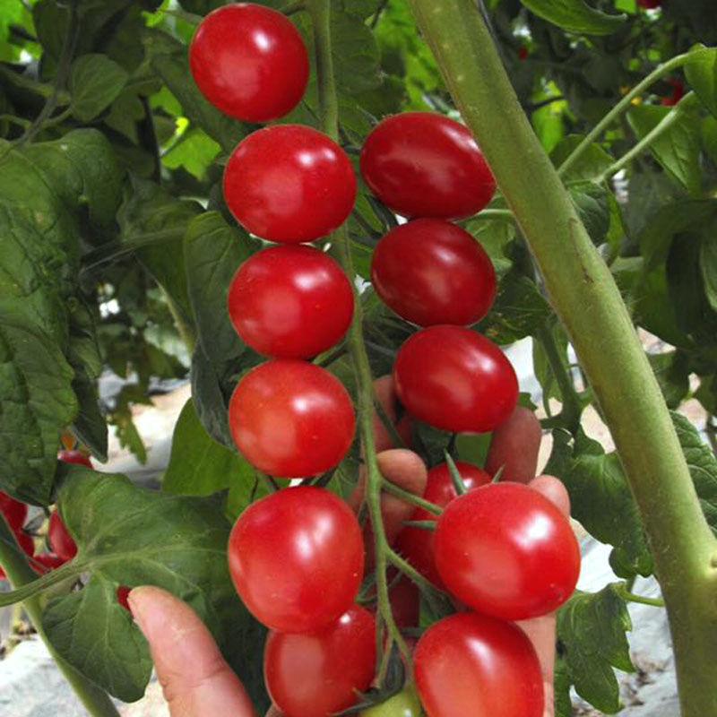 Cherry Tomato Seeds Ruby Red Heirloom Non-GMO Sweet Garden Vegetable 200+ Seeds