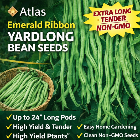Yardlong Bean Seeds Emerald Ribbon Non-GMO Long Pod High Yield