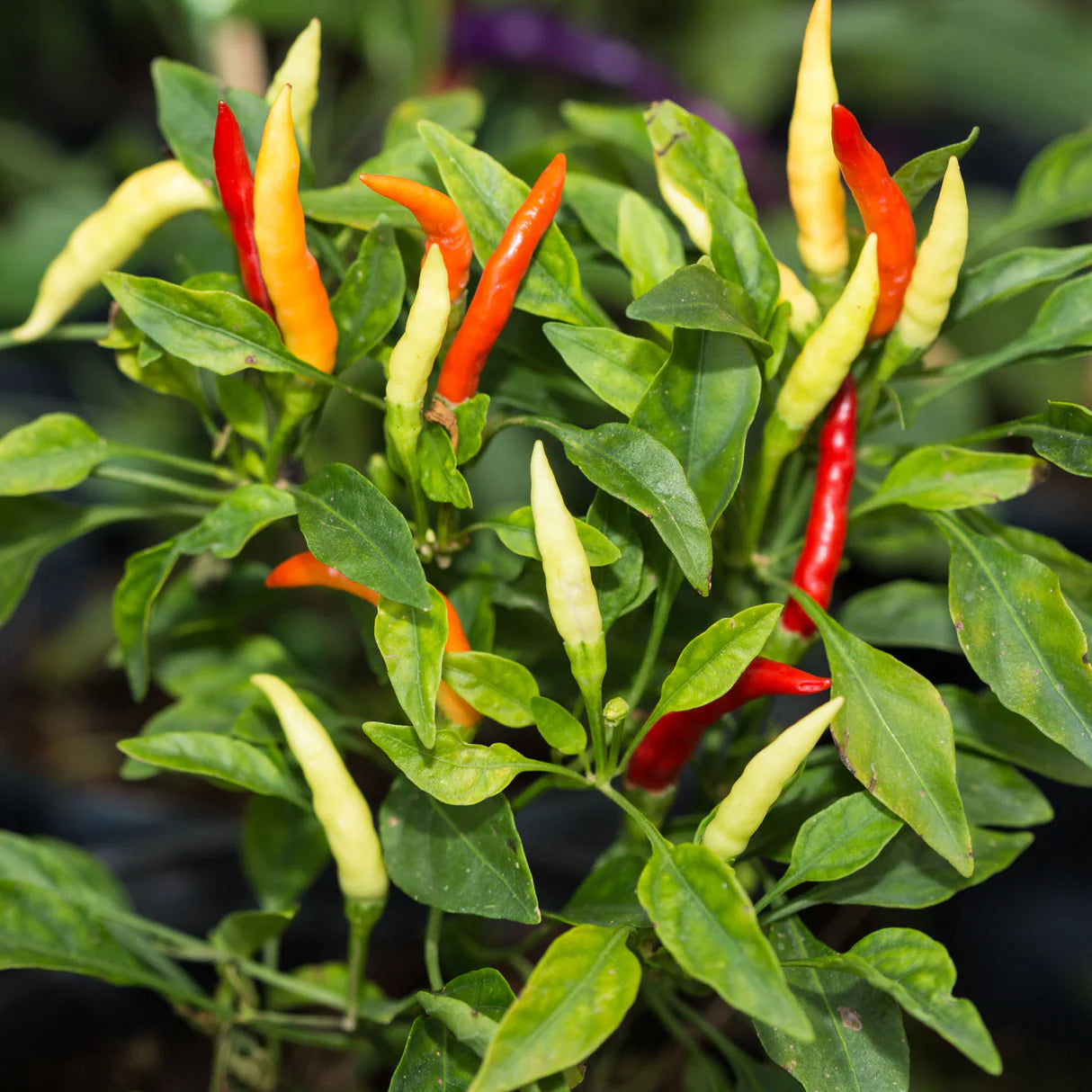 700+ Hot Pepper Seeds Variety Pack Non-GMO Spicy Chili Garden Kit