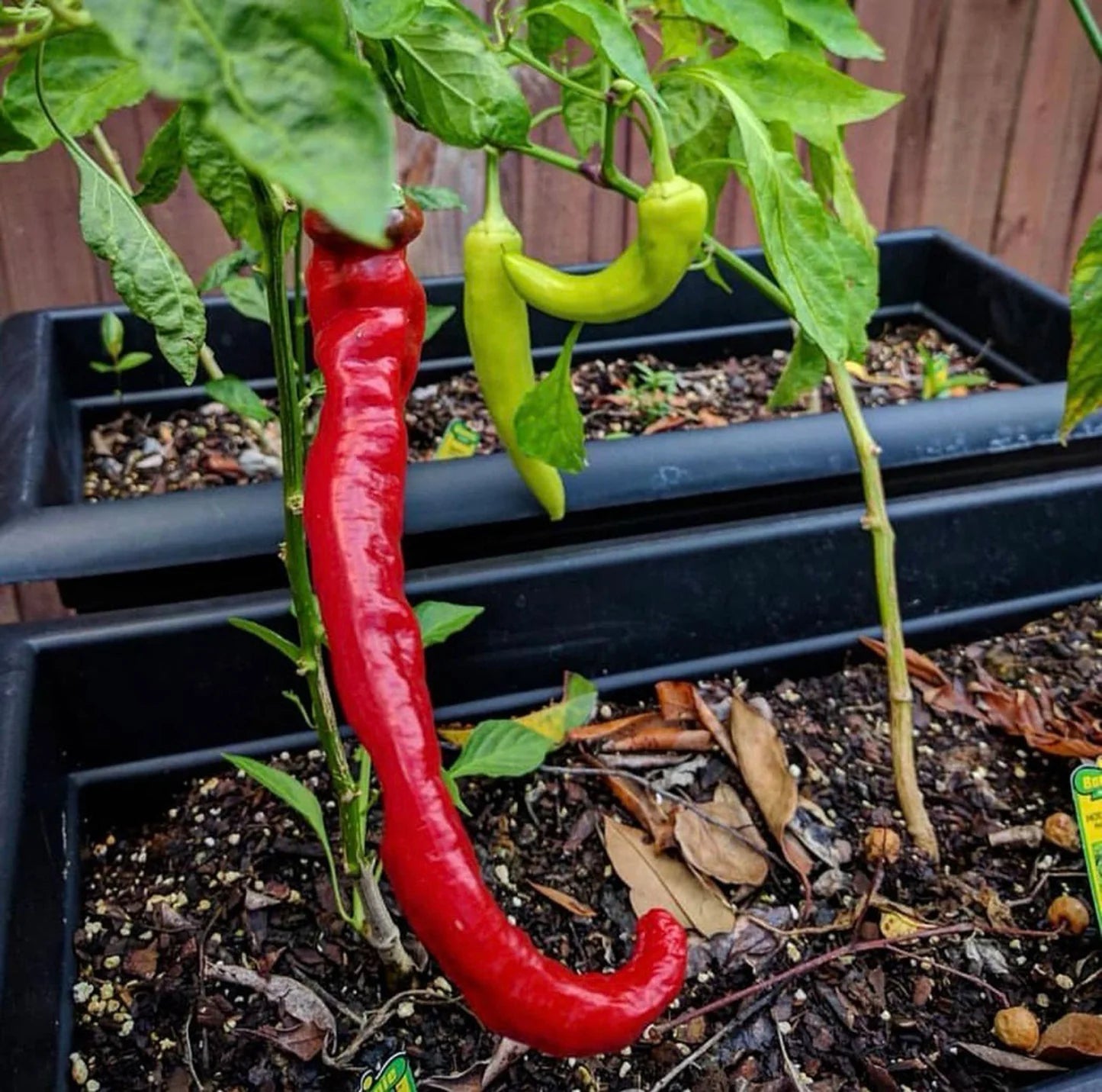 700+ Hot Pepper Seeds Variety Pack Non-GMO Spicy Chili Garden Kit