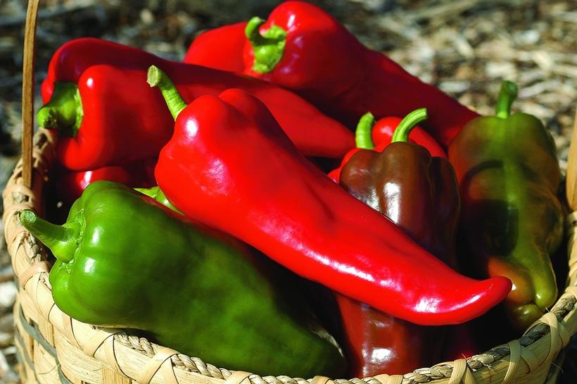 700+ Hot Pepper Seeds Variety Pack Non-GMO Spicy Chili Garden Kit