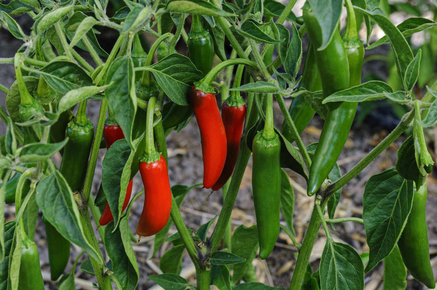 700+ Hot Pepper Seeds Variety Pack Non-GMO Spicy Chili Garden Kit