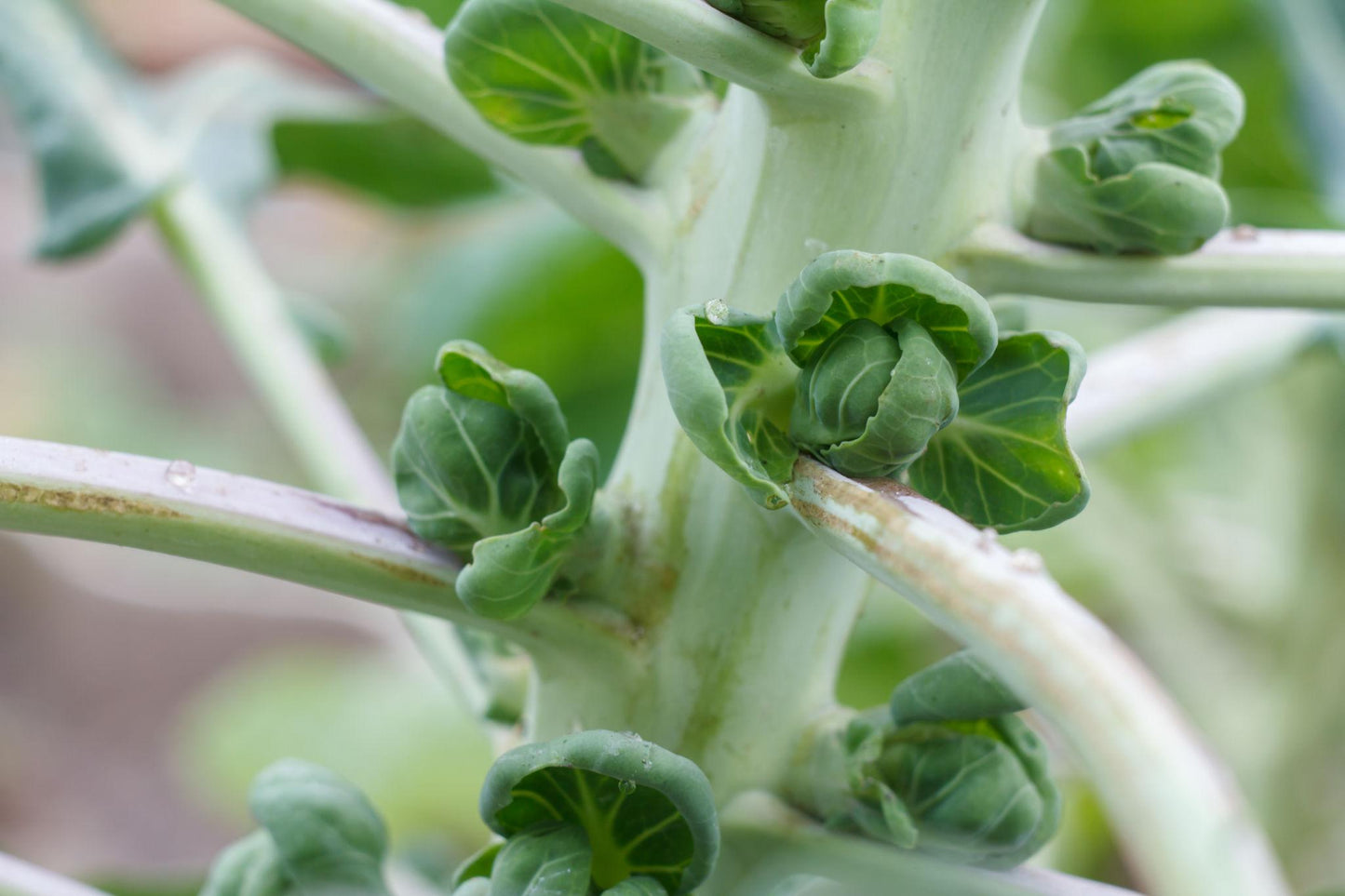 Brussels Sprout Seeds 100+ Non-GMO Emerald Crown Superfood Garden