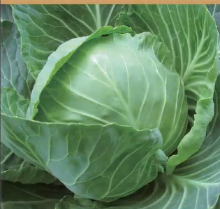Survival Garden Kit 16 Variety Vegetable Seeds Grow Your Own Food