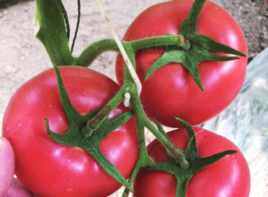Aierdisi Large Pink Tomato Seeds