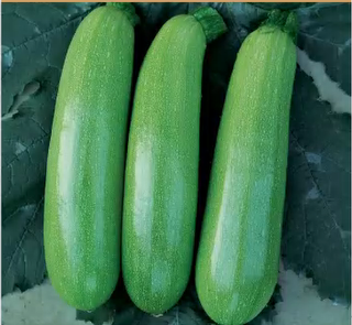 Beginner Vegetable Seed Kit 8 Varieties 3000+ Seeds Easy Grow Non-GMO