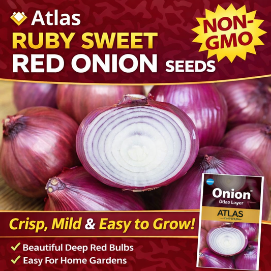 Ruby Sweet Red Onion Seeds Non-GMO Crisp Garden Favorite