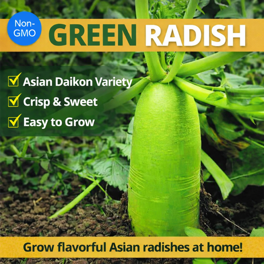Green Radish Seeds 150+ Asian Daikon Non-GMO Crisp Sweet Easy Grow