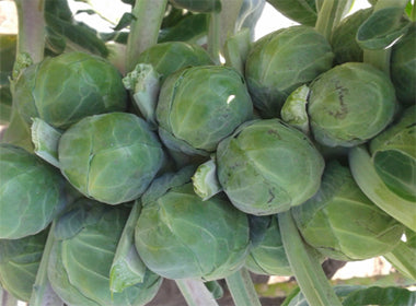 Baoziganlan Cabbage Seeds