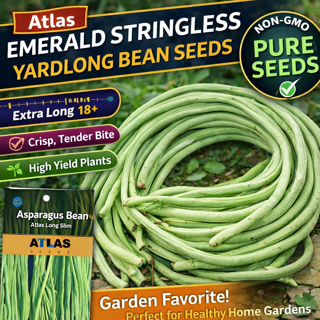 Stringless Yardlong Bean Seeds ender Non-GMO Vegetable Garden Variety