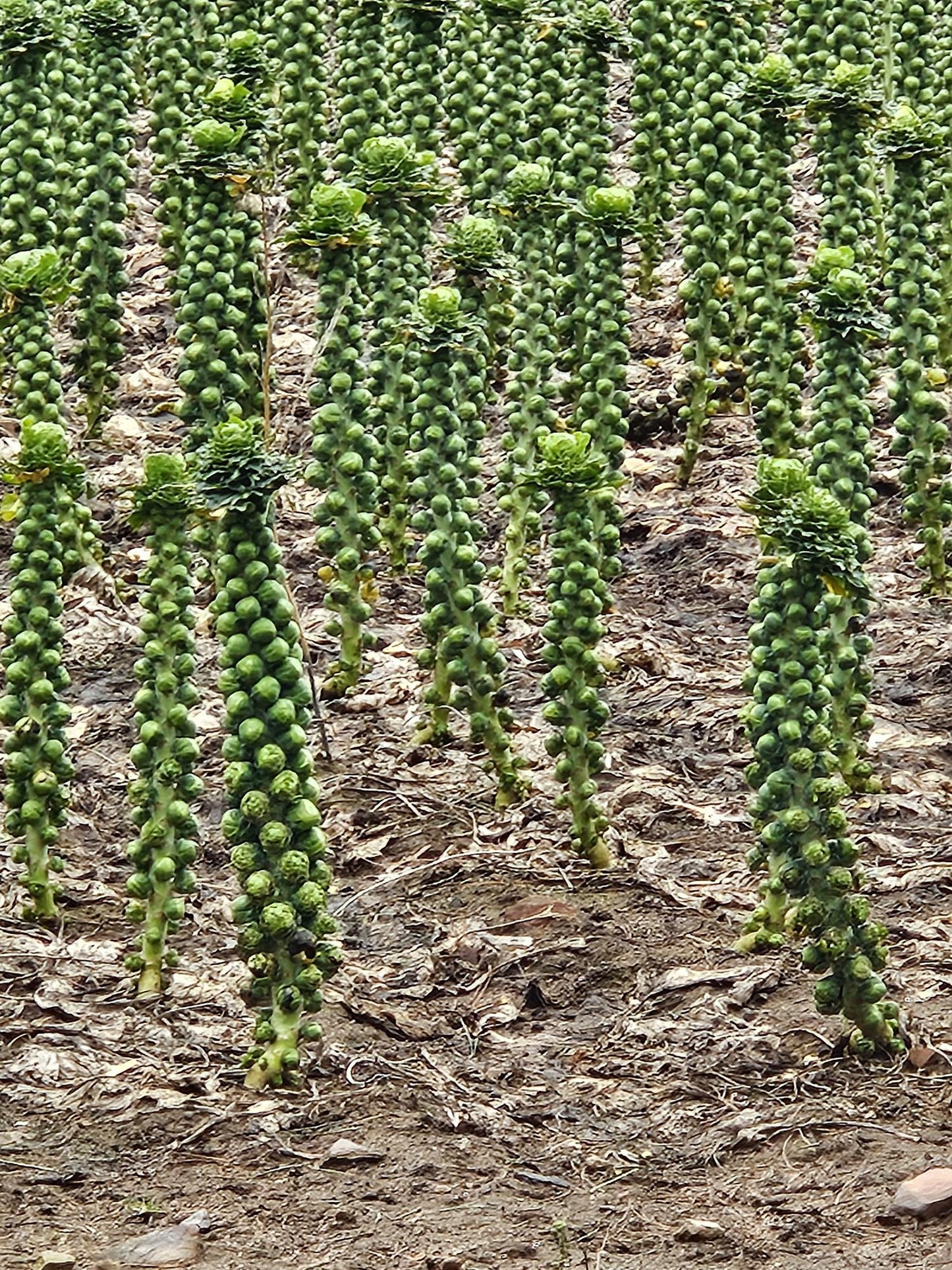Brussels Sprout Seeds 100+ Non-GMO Emerald Crown Superfood Garden