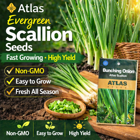 Evergreen Scallion Seeds 500+ Non-GMO Green Onion High Yield Easy Grow