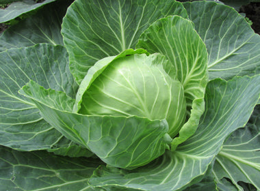 Cabbage Seeds
