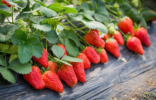 Caomei 18-26 Strawberry Seeds