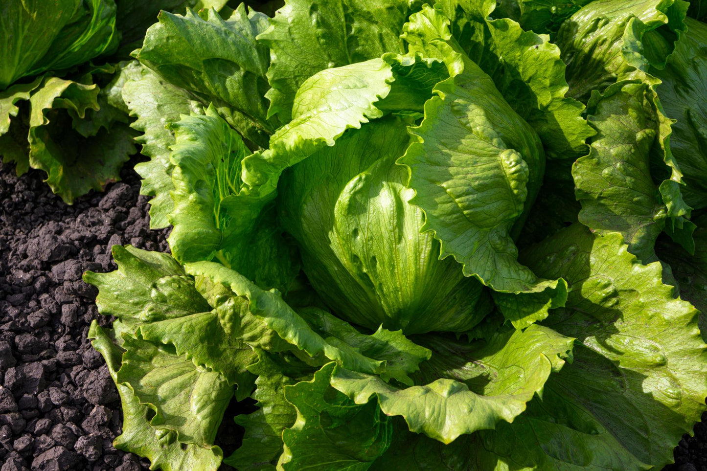 Survival Garden Kit 16 Variety Vegetable Seeds Grow Your Own Food