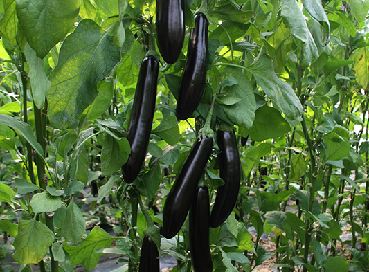 Chaoli 903 Green-Calyx Long Eggplant Seeds