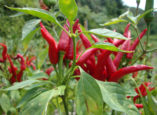 Chaotianjiao Bird's Eye Chilli Seeds