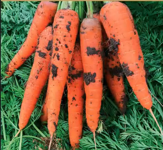 Beginner Vegetable Seed Kit 8 Varieties 3000+ Seeds Easy Grow Non-GMO