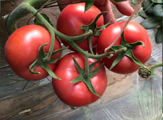 Dali No.2 Large Pink Tomato Seeds