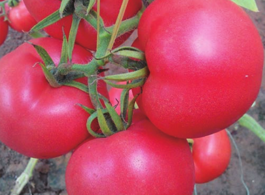 Duoluoxi Large Pink Tomato Seeds