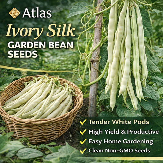 Ivory Silk Garden Beans HighYield Non-GMO Seeds
