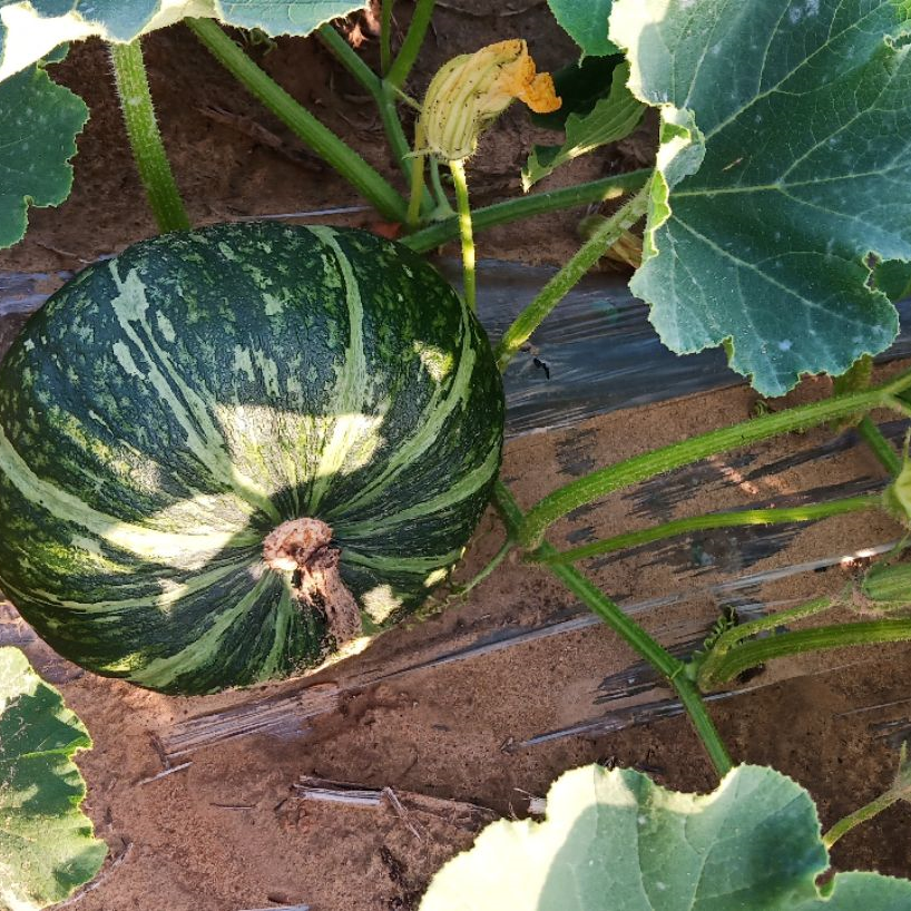 Honey Baby Pumpkin Seeds Mini Orange Sweet Non-GMO Easy Grow