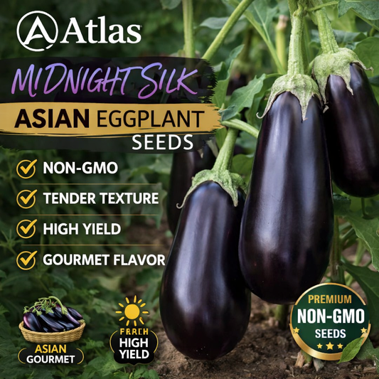 Midnight Silk Asian Eggplant Seeds Premium Non-GMO Tender Garden Variety