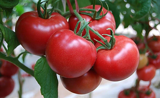 Fenguan Large Pink Tomato Seeds