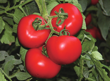 Fute Large Pink Tomato Seeds
