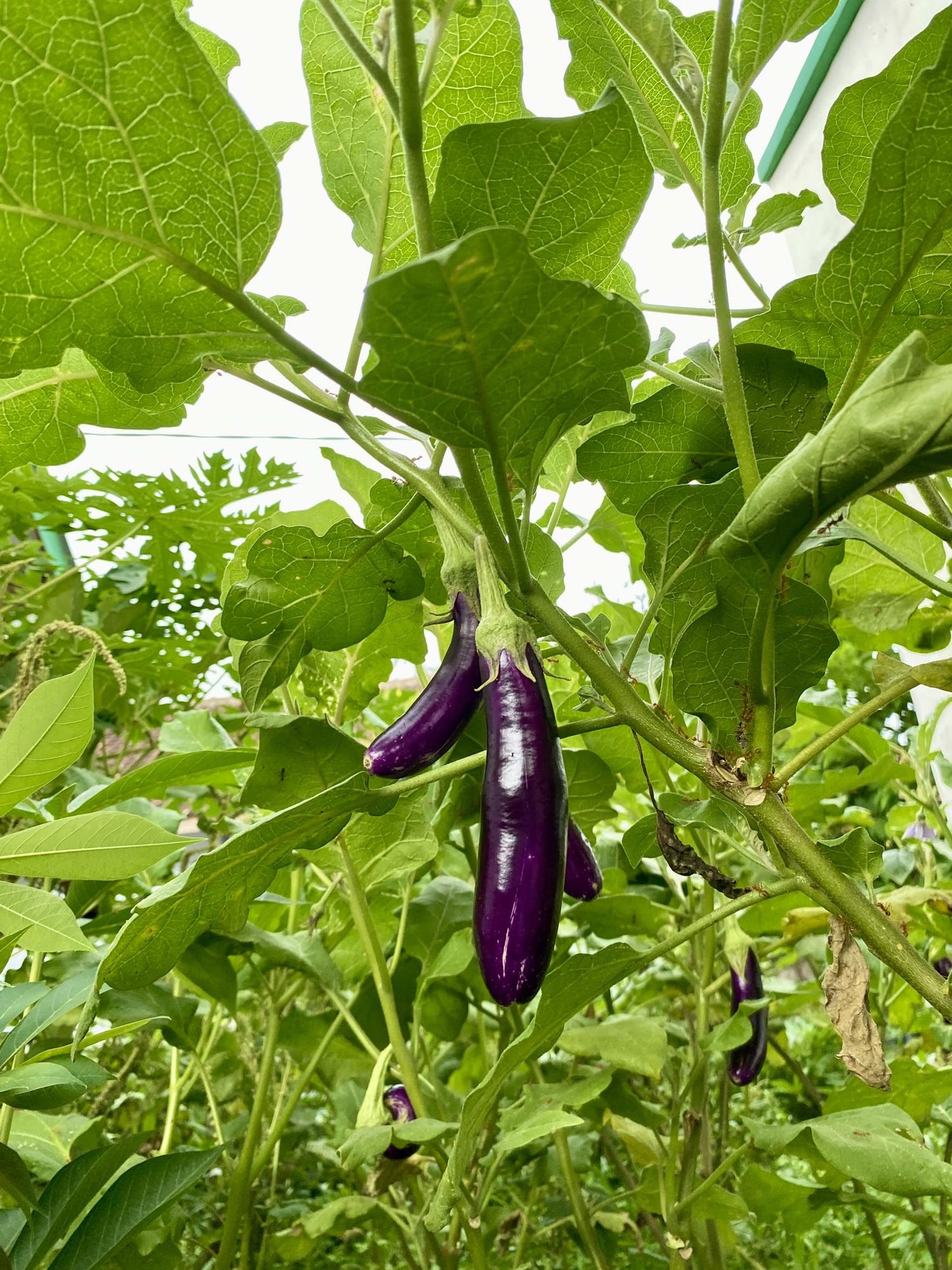 Midnight Silk Asian Eggplant Seeds Premium Non-GMO Tender Garden Variety