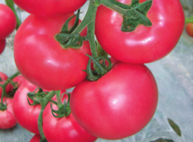 Huangjin 868 Large Pink Tomato Seeds