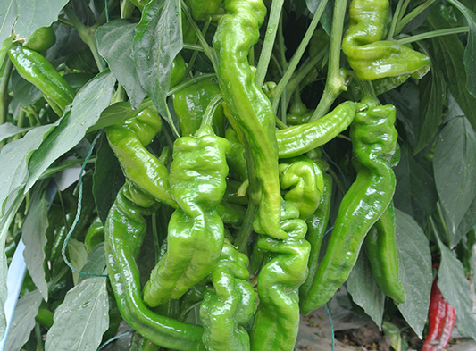 Luosijiao 7260 Pointed Chilli Seeds