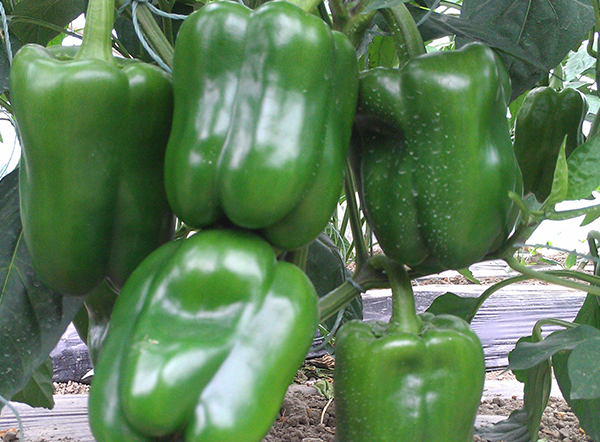 Lvjiaokailai o Pepper Seeds