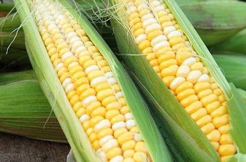 Maike Sweet Corn Seeds